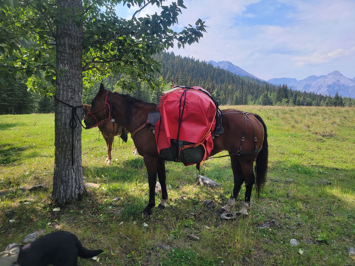 Pack horse loaded with red panniers, tied to a tree in a mountain meadow
